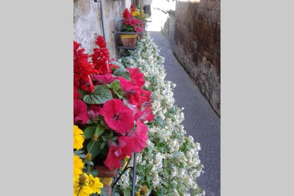 Il Gelsomino Di Isia Villa Orvieto Eksteriør bilde